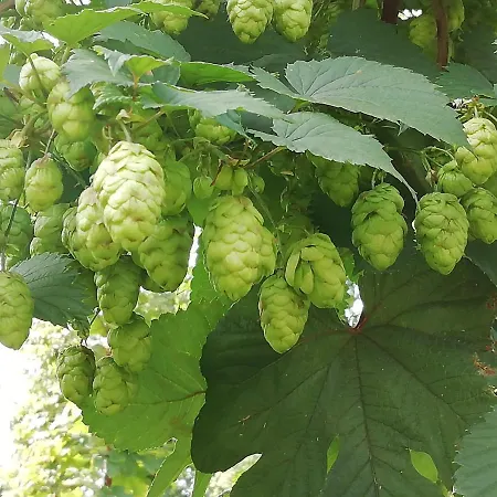 Couette-café Au Bonheur Frontalier Steenvoorde