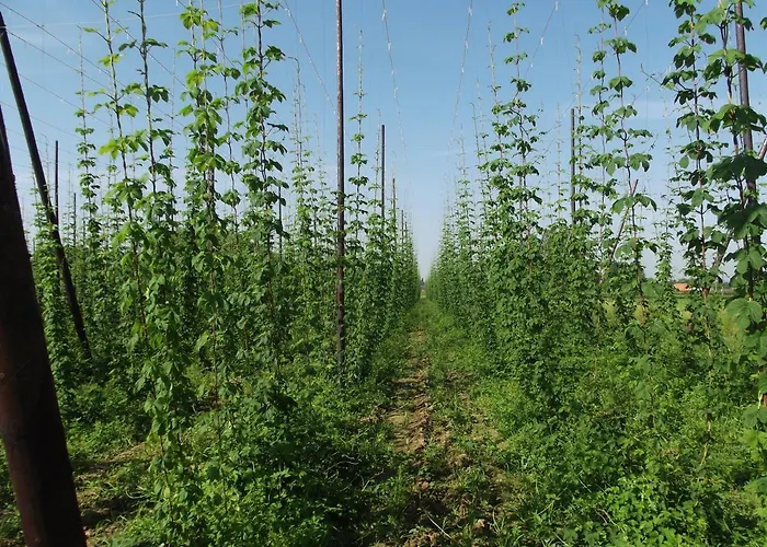 Au Bonheur Frontalier Couette-café