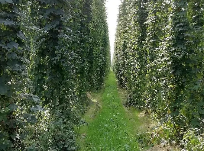 Couette-café Au Bonheur Frontalier Steenvoorde