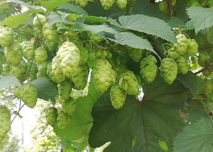 Couette-café Au Bonheur Frontalier Steenvoorde