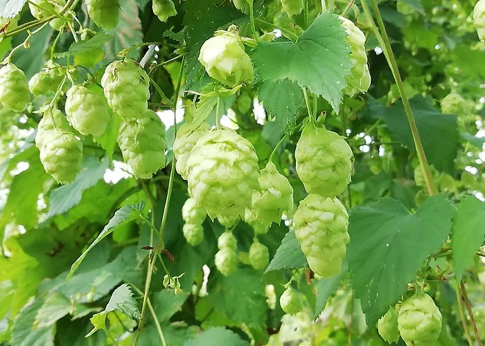 Au Bonheur Frontalier Couette-café 3*